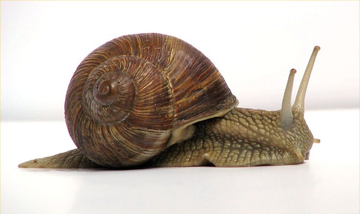 snail
